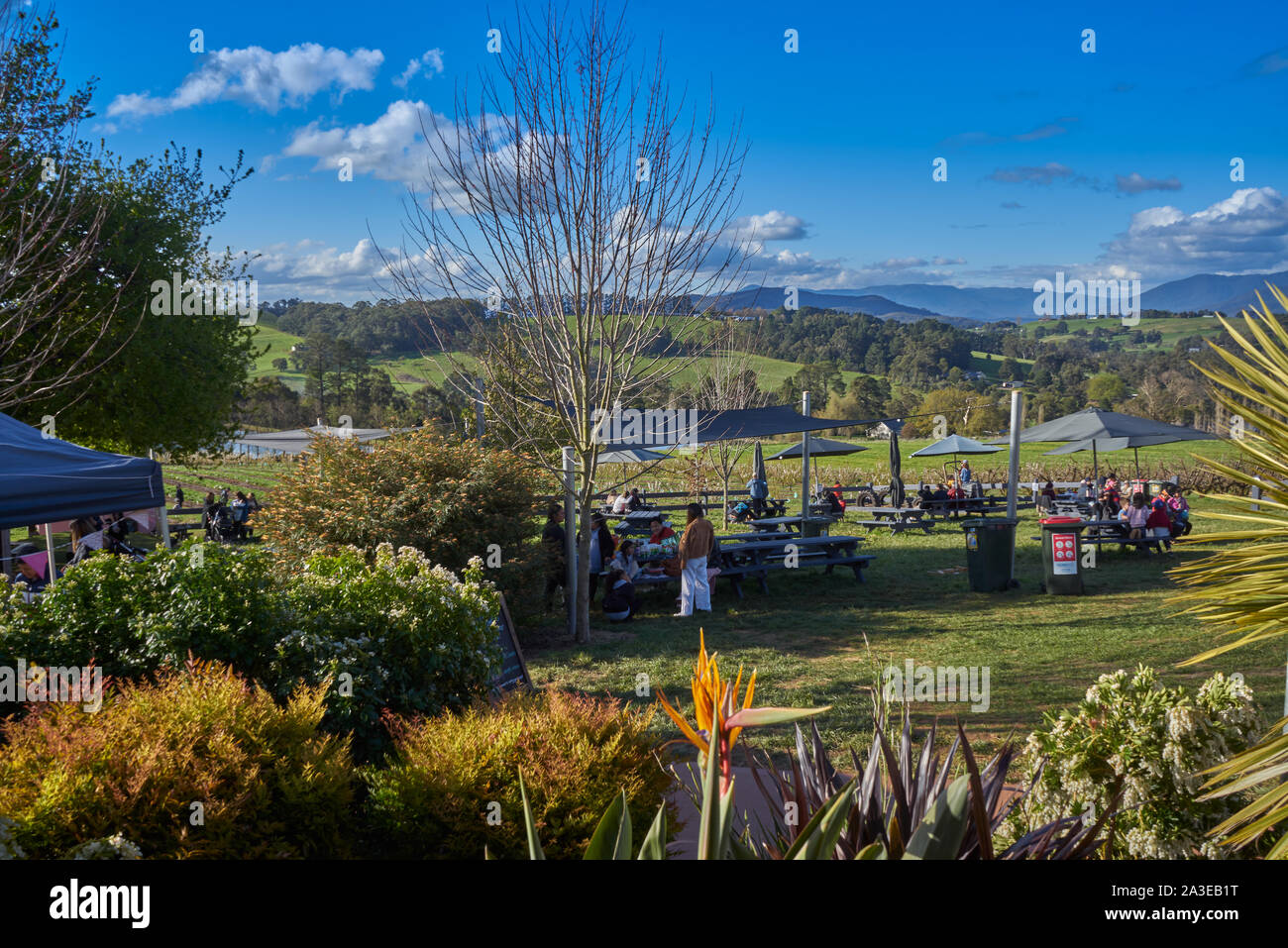 Cherry orchards in the spring outside of the Wandin East, Melbourne, Australia Stock Photo