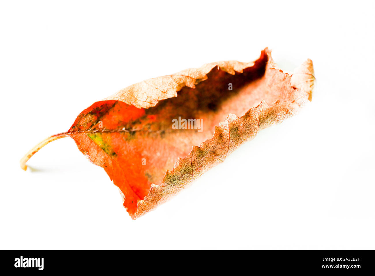 autumn leaves macro. Isolated autumn fallen leaves over white background Stock Photo