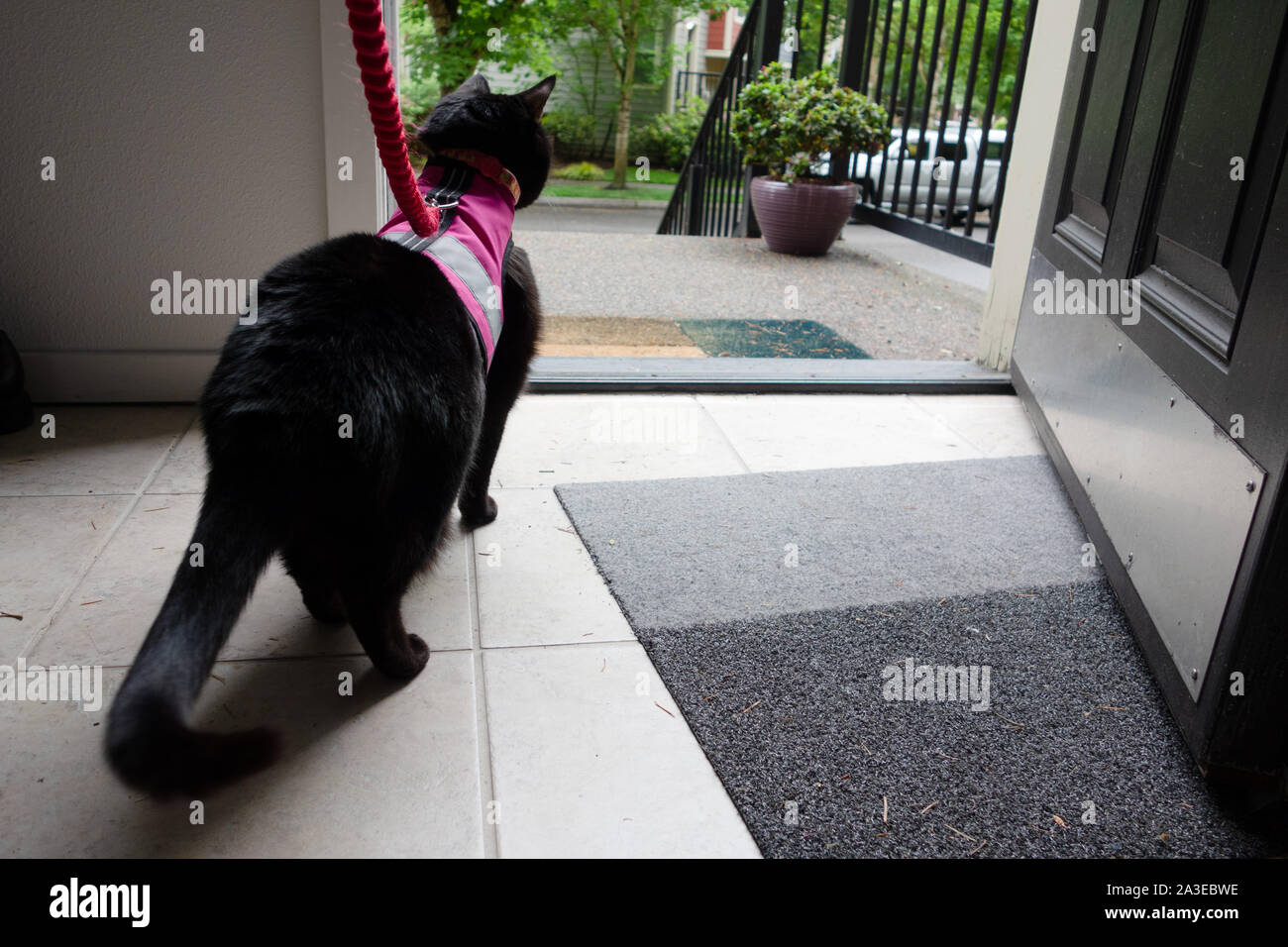 A black cat on a leash wearing a  pink vest harness, looking out the front door of a home. Stock Photo