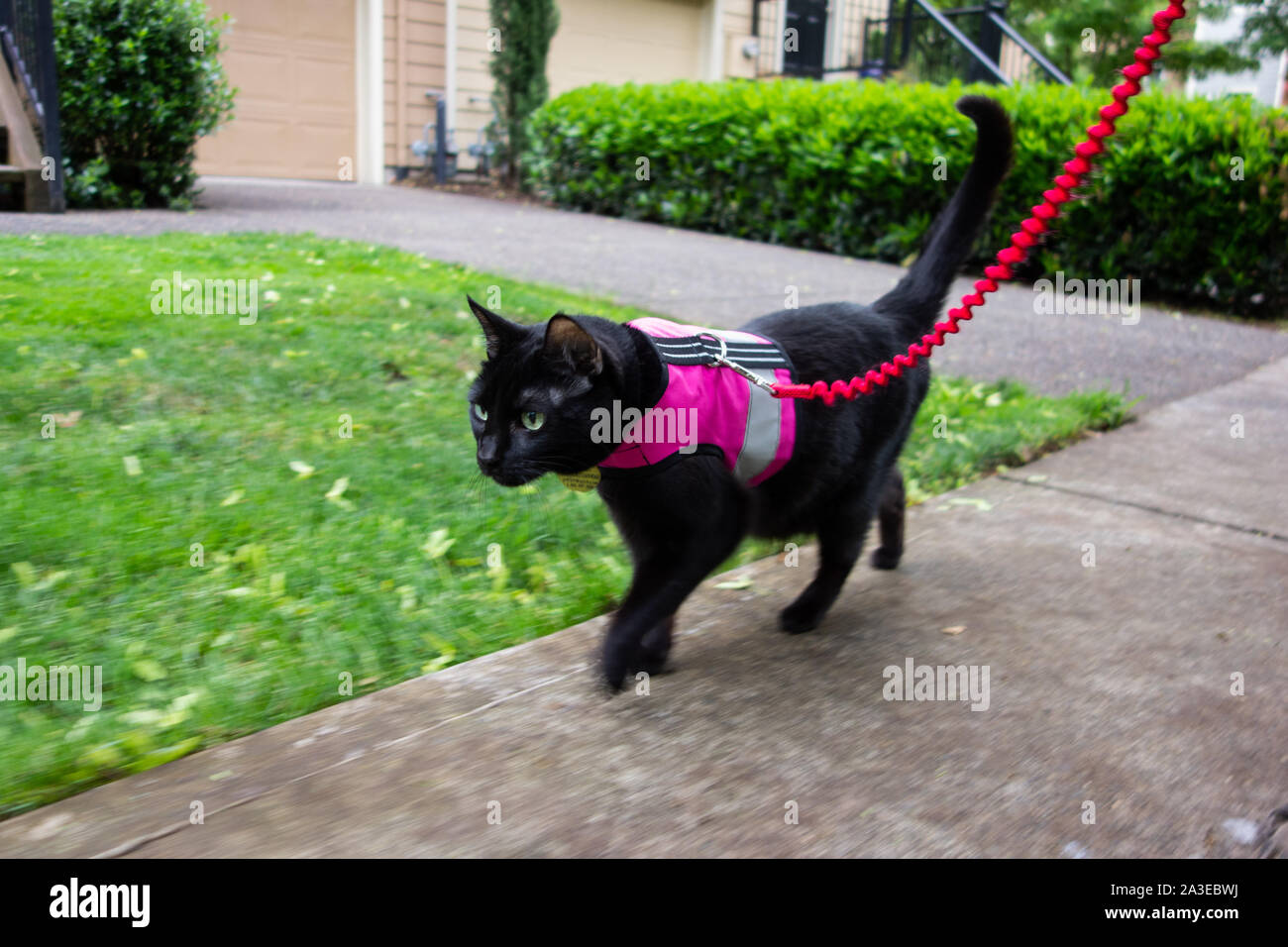 A black cat on a leash wearing a  pink vest harness,  quickly walking down a sidewalk Stock Photo