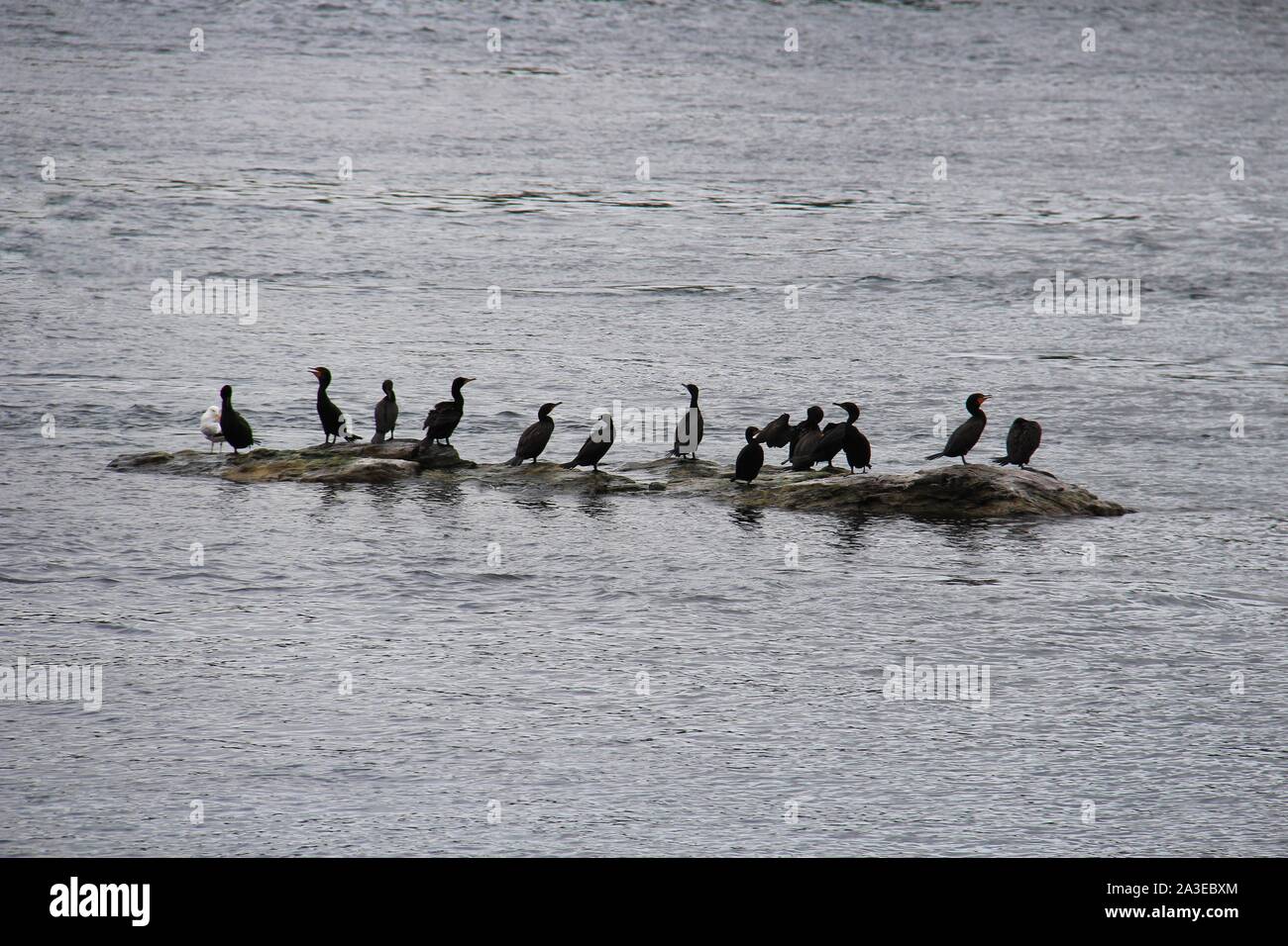 birds on island Stock Photo Alamy