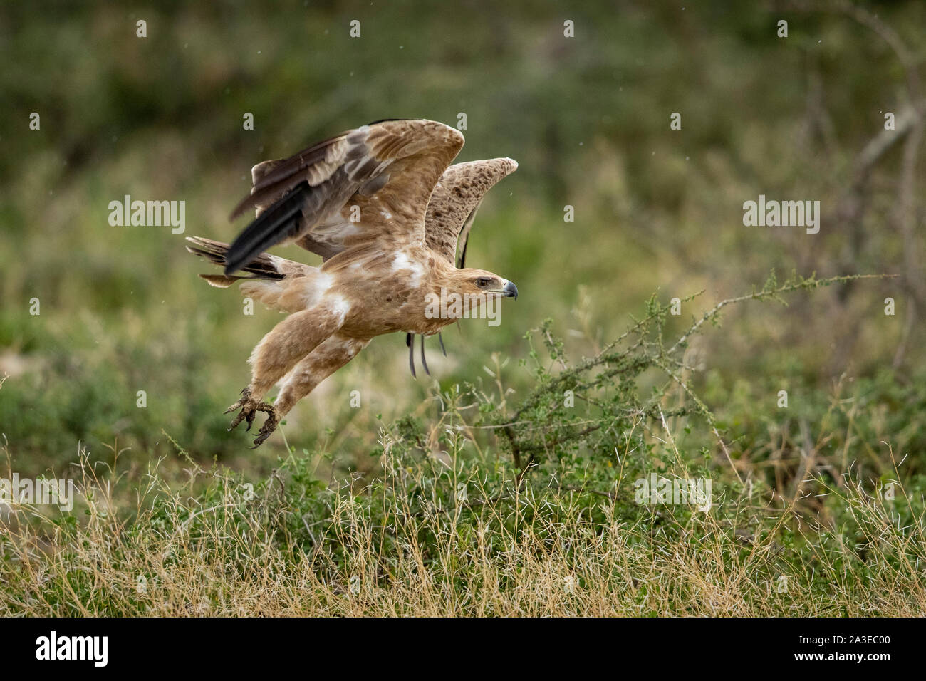Africa, Tanzania, Ngorongoro Conservation Area, Tawny Eagle (Aquila rapax) flaps wings while taking flight on Ndutu Plains Stock Photo