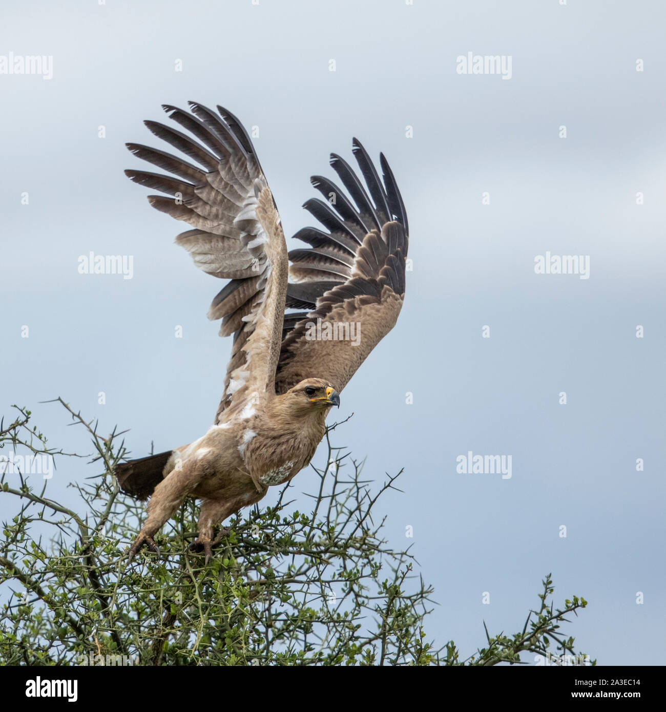 Africa, Tanzania, Ngorongoro Conservation Area, Tawny Eagle (Aquila rapax) flaps wings while taking flight from top of Acacia tree on Ndutu Plains Stock Photo