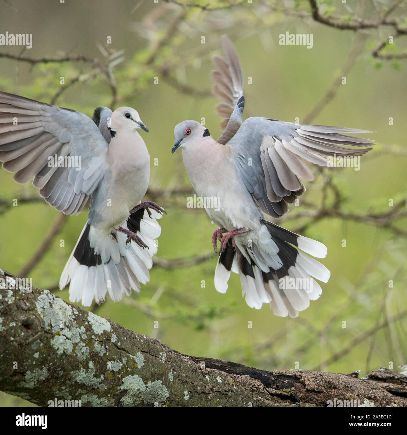 Africa, Tanzania, Ngorongoro Conservation Area, African Mourning Doves  (Streptopelia decipiens) flap wings during courtship display in acacia tree on Stock Photo