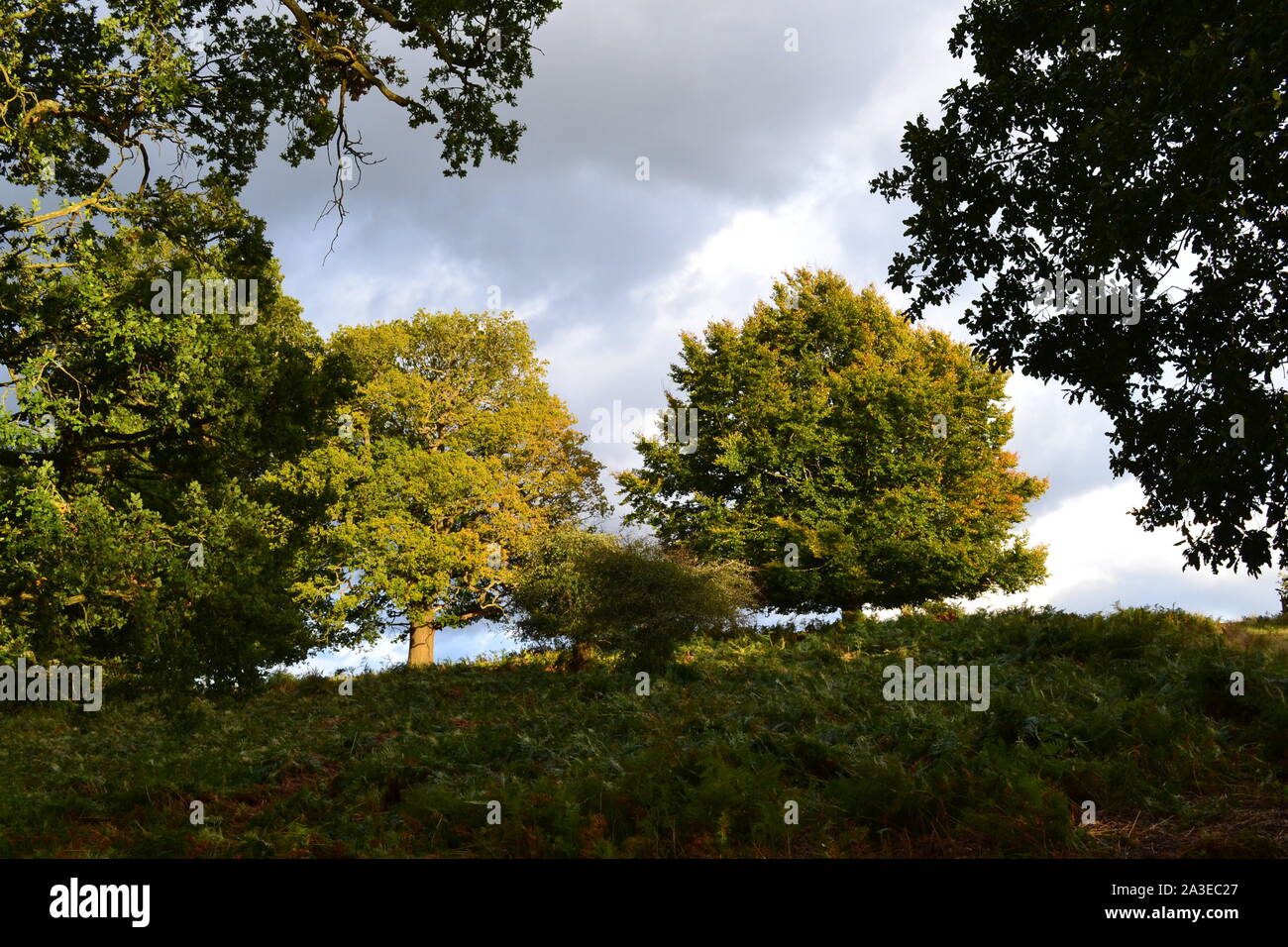 Knole Park, Kent, in early autumn afternoon light. The huge medieval