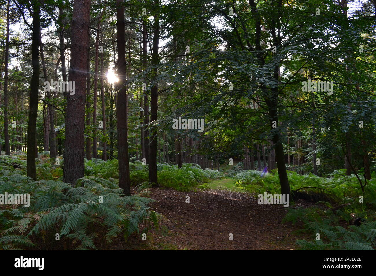 Knole Park, Kent, in early autumn afternoon light. The huge medieval