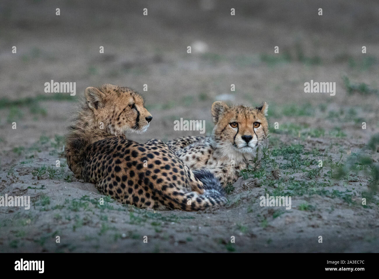 Africa, Tanzania, Ngorongoro Conservation Area, Pair of young Cheetah cubs (Acinonyx jubatas) resting along Ndutu Plains at dusk Stock Photo