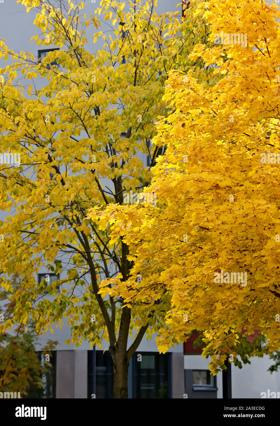 Autumnal yellow maple trees in a garden Stock Photo - Alamy