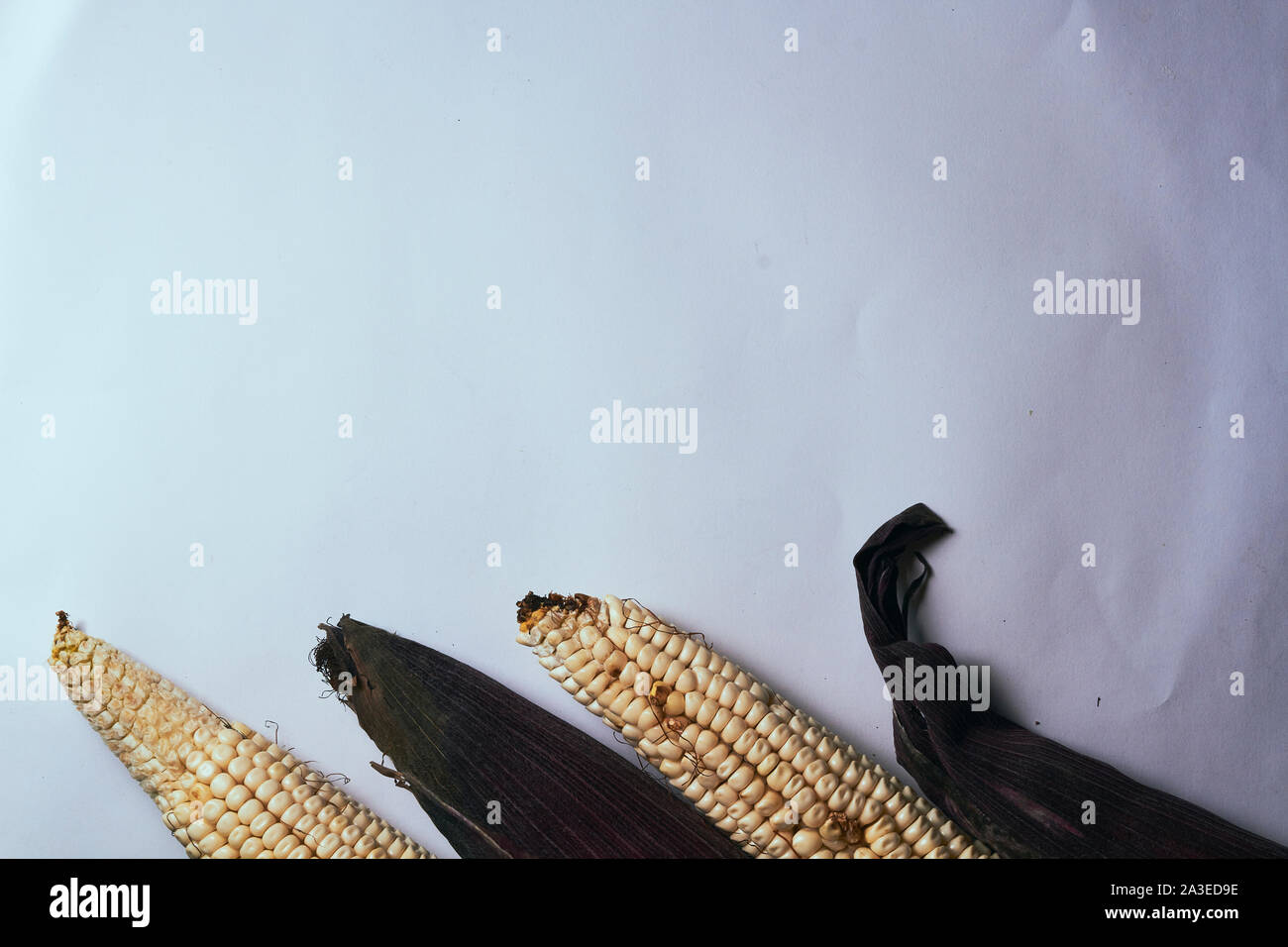 corn with plain background in light color and colored leaves Stock Photo