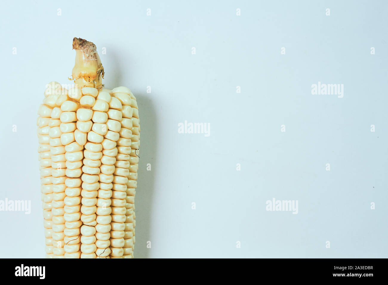 corn with plain background in light color and colored leaves Stock ...