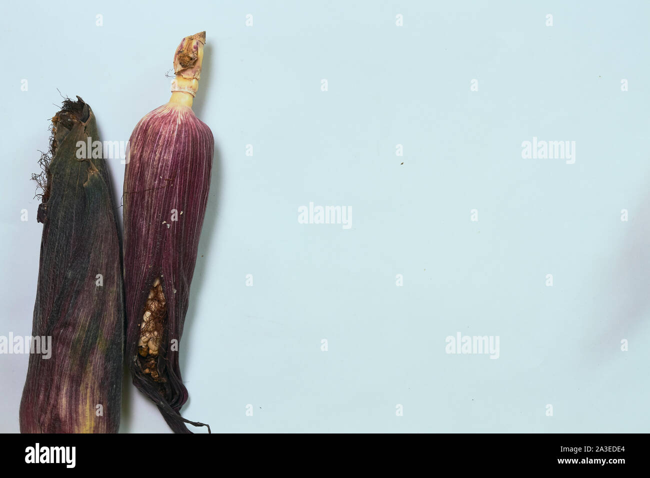 corn with plain background in light color and colored leaves Stock Photo