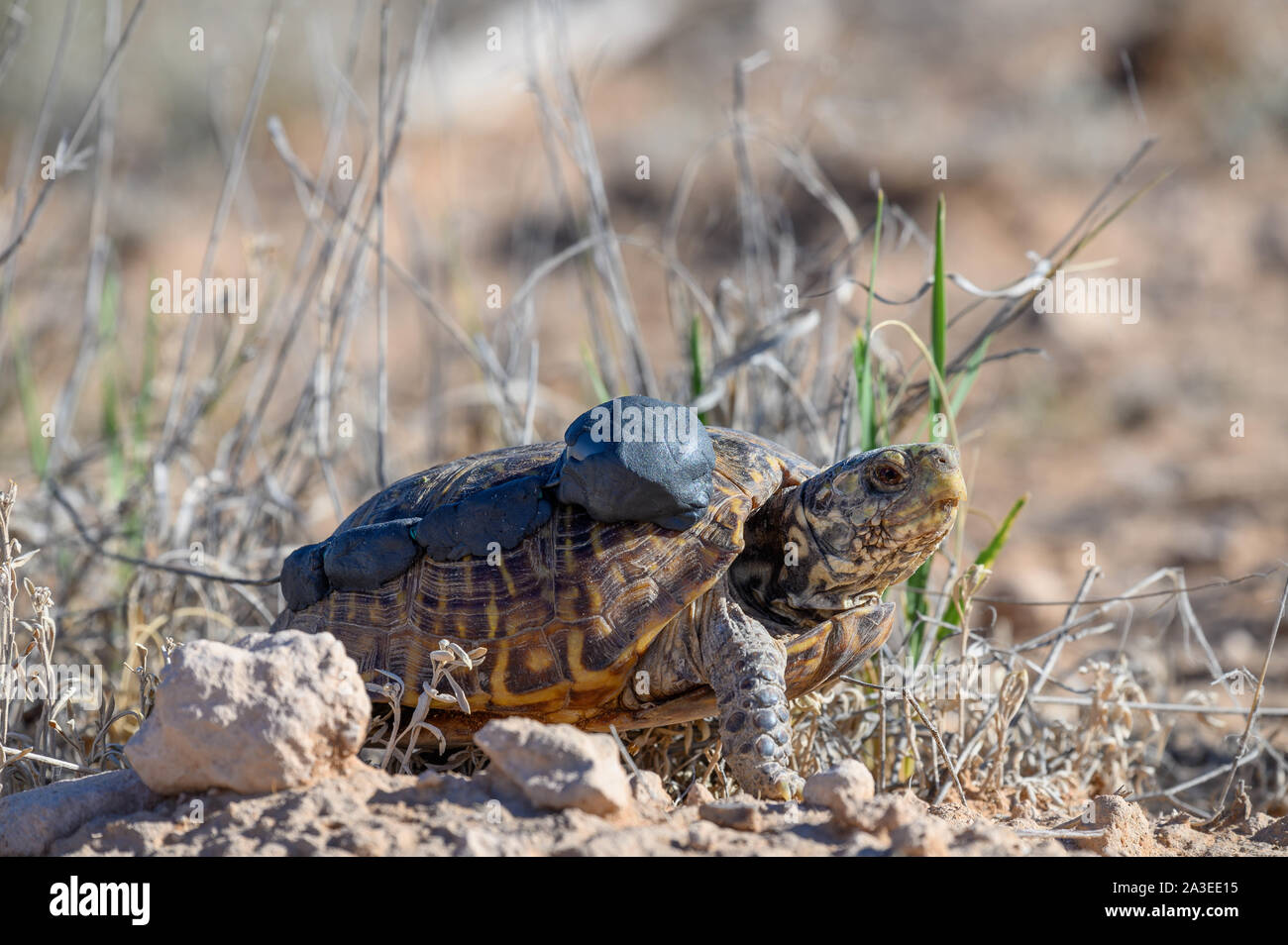 Desert Box Turtle, (Terrapene ornate luteola), being outfitted with a radio transmitter.  Armandaris ranch, SNew Mexico, USA. Stock Photo