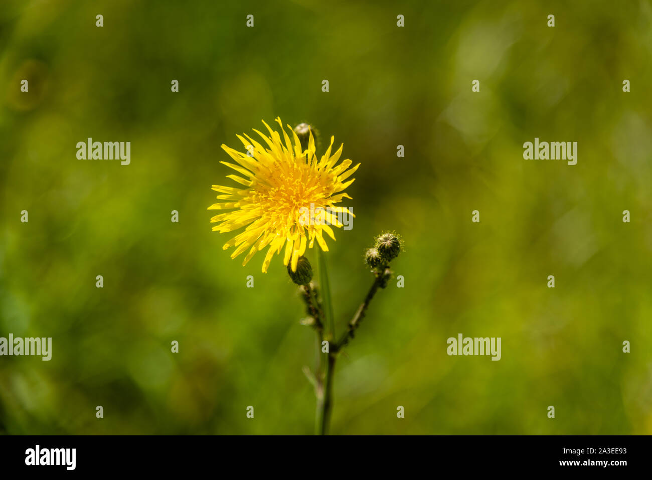 Autumn hawkbit flower in the field Stock Photo