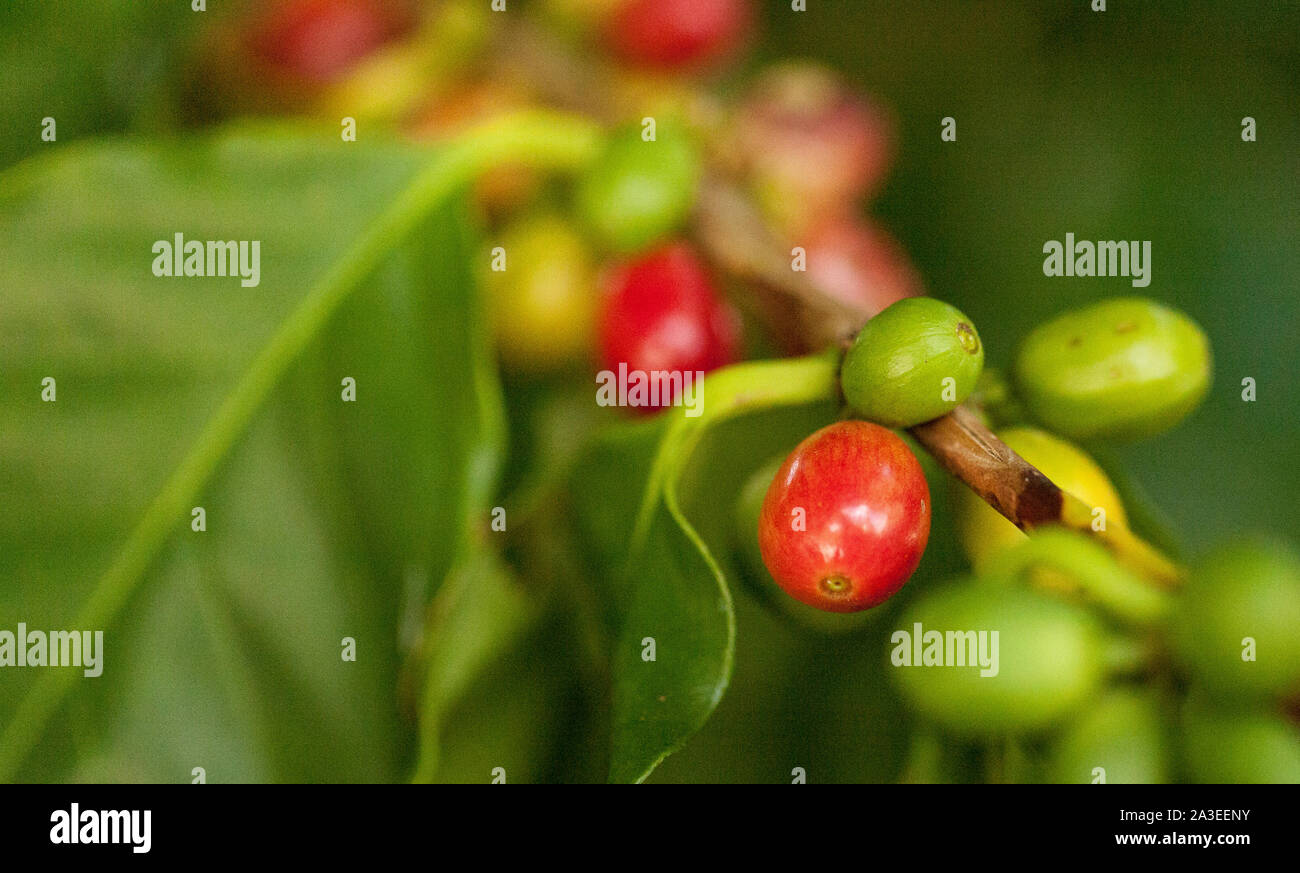 Coffee bean Coffea arabica ‘Caturra’ grows in southern Florida Stock
