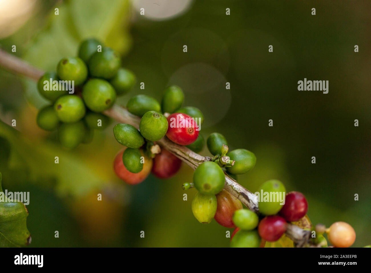 Coffee bean Coffea arabica ‘Caturra’ grows in southern Florida Stock