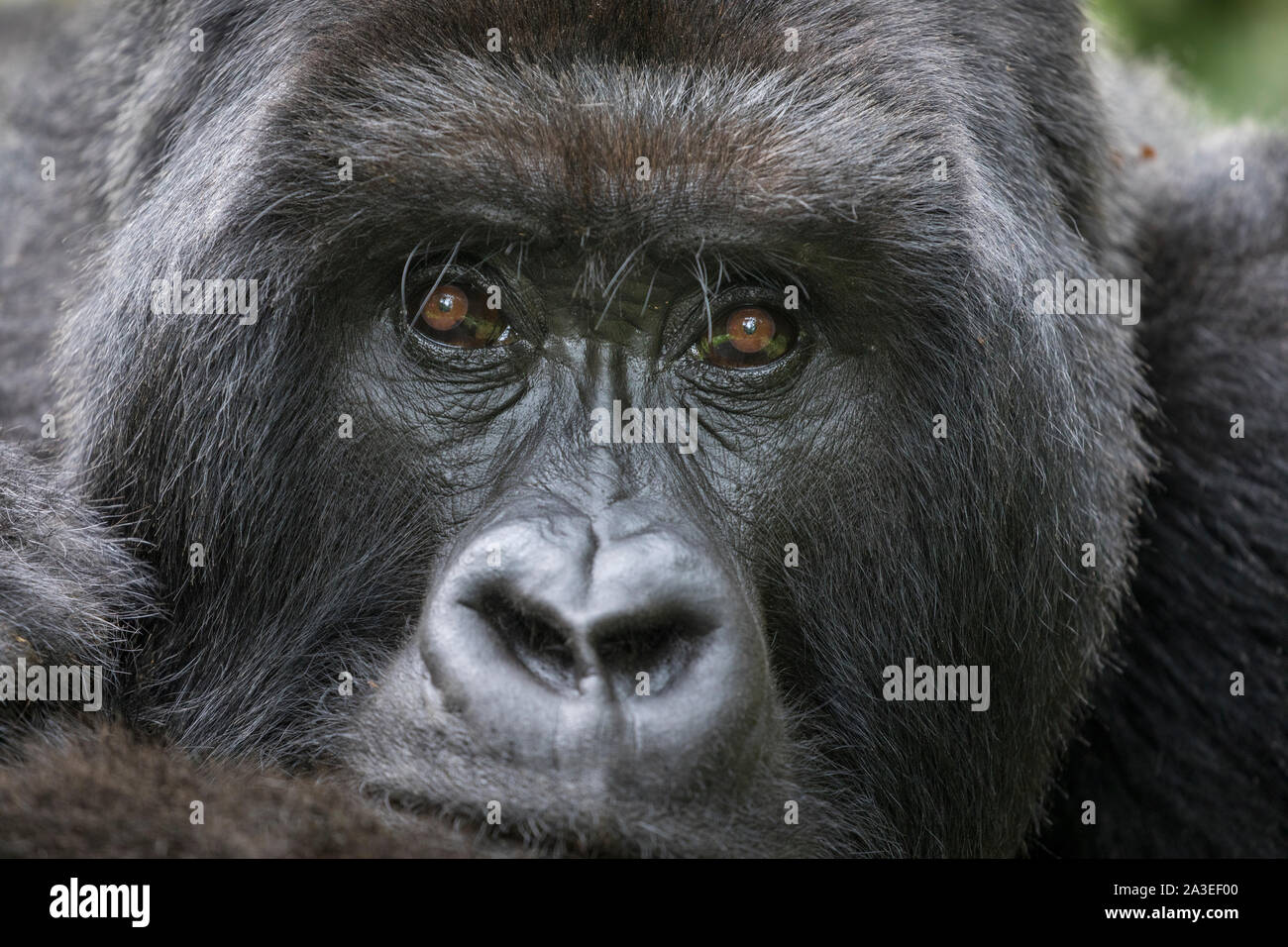 Africa, Rwanda, Volcanoes National Park, Portrait of Mountain Gorilla (Gorilla beringei beringei) resting rainforest in Virunga Mountains Stock Photo