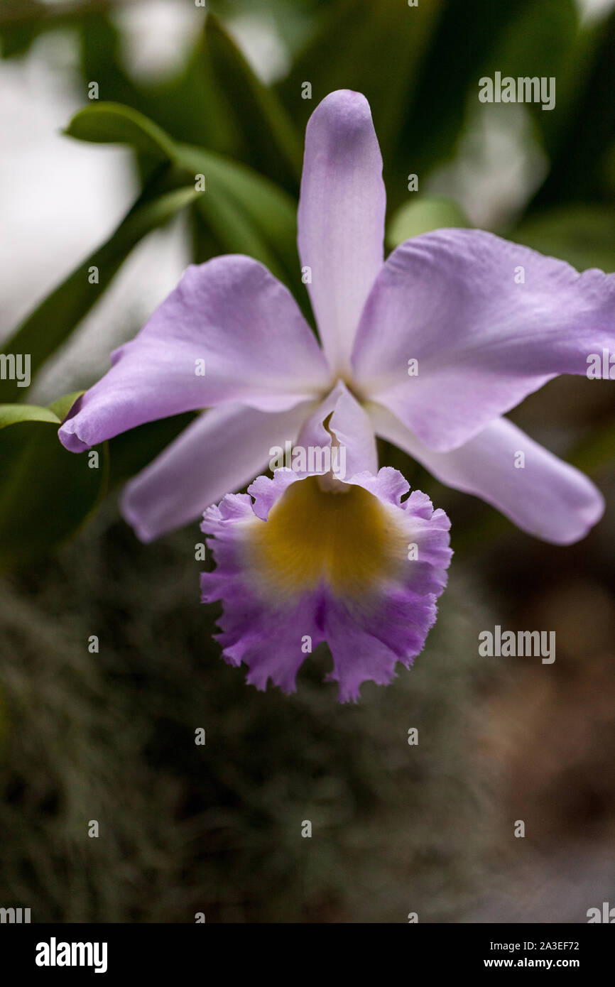 Purple cattleya orchid blooms in a botanical garden in southern Florida. Stock Photo