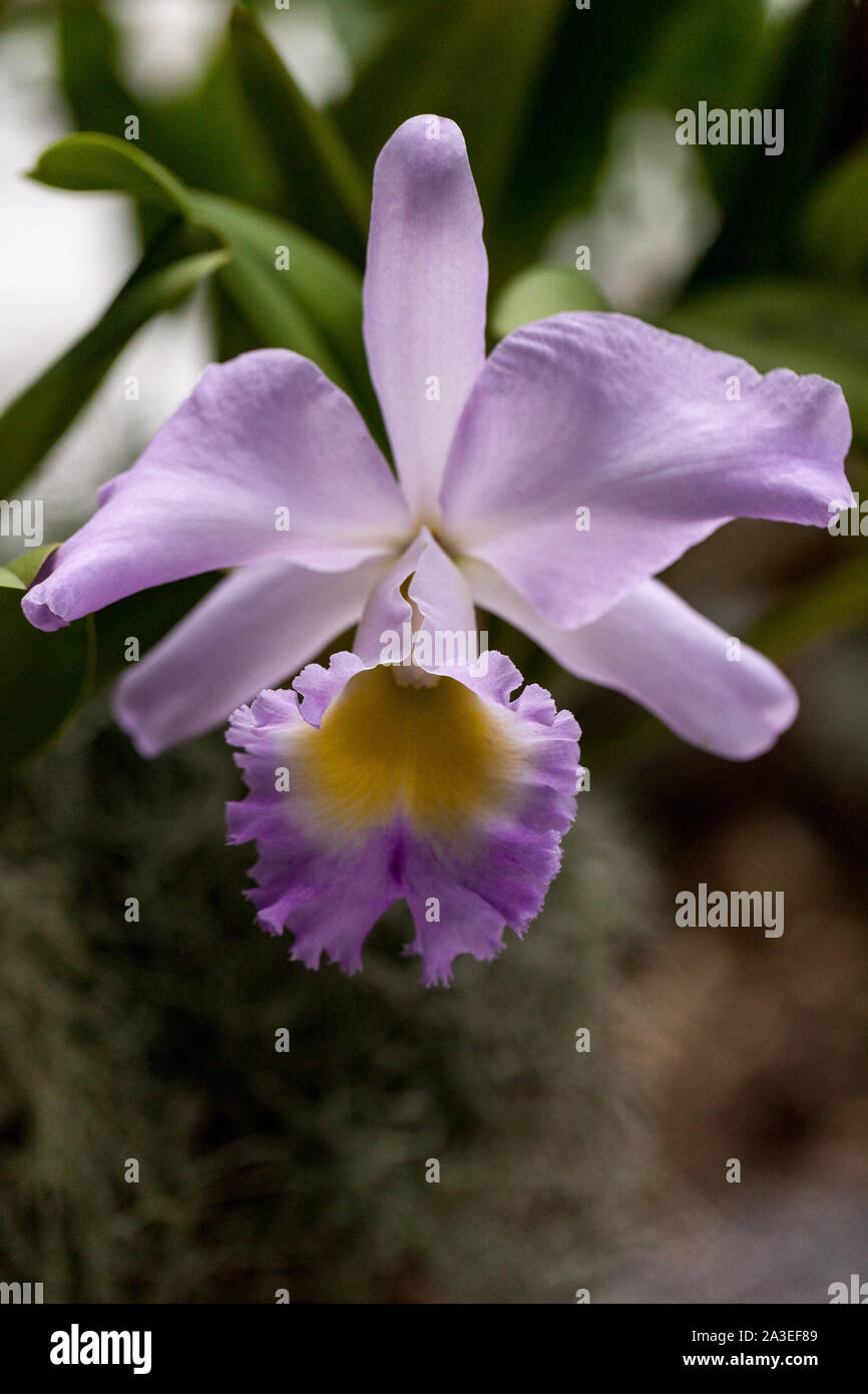 Purple cattleya orchid blooms in a botanical garden in southern Florida. Stock Photo