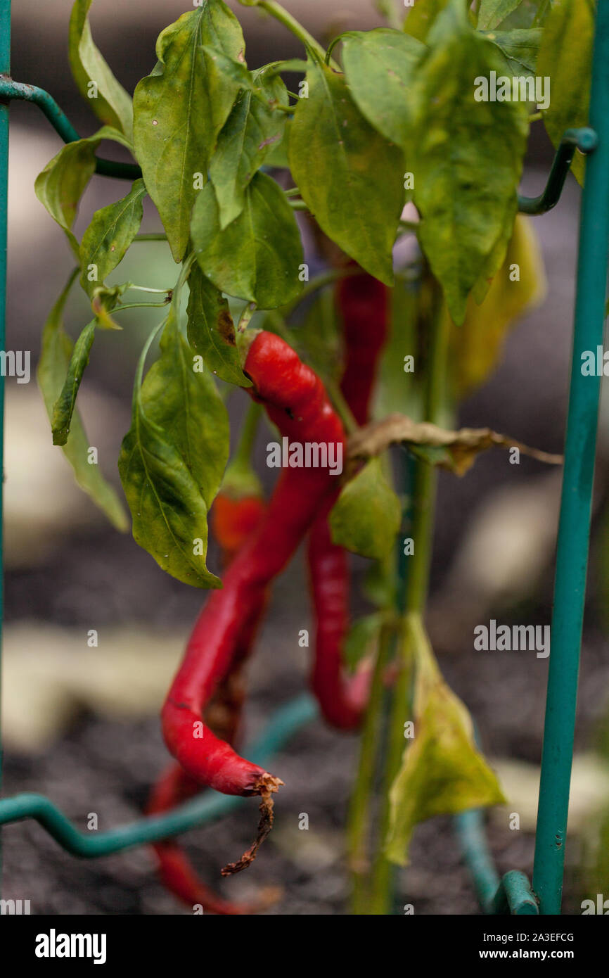 Red hot peppers vegetable growing in a natural organic garden in