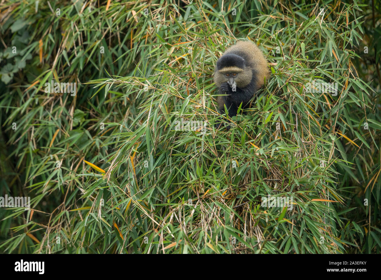 Africa, Rwanda, Volcanoes National Park, Golden Monkey (Cercopithecus kandti) feeding on bamboo shoots in rainforest in Virunga Mountains Stock Photo