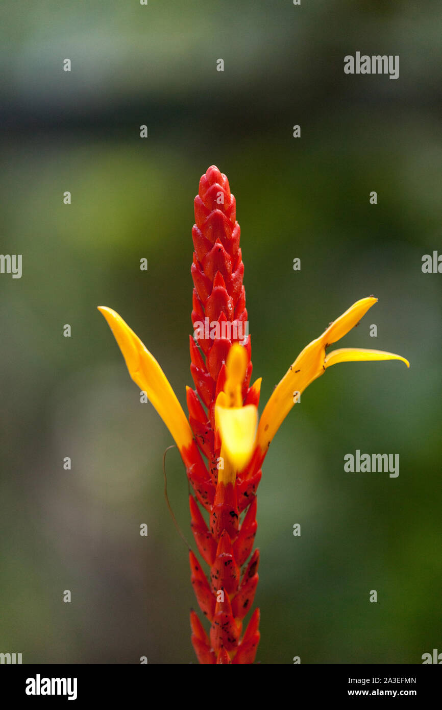 Red stalk with yellow flower of Aphelandra hartwegiana blooms in a Botanical garden in Columbia Stock Photo
