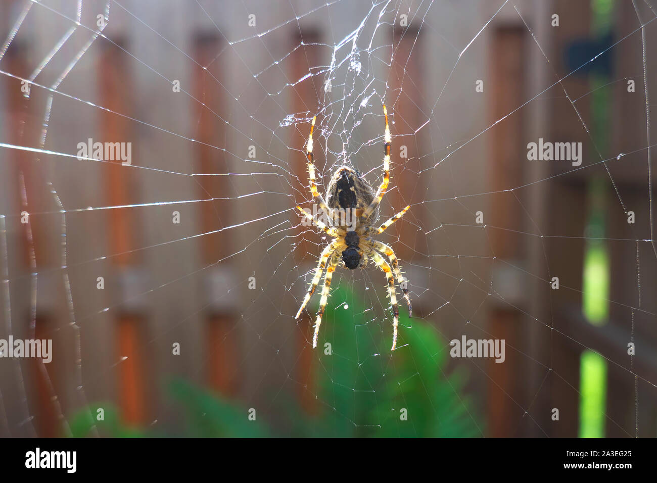 Backlit underside of a spider (Anelosimus studiosus) on a cobweb in a garden setting. Stock Photo