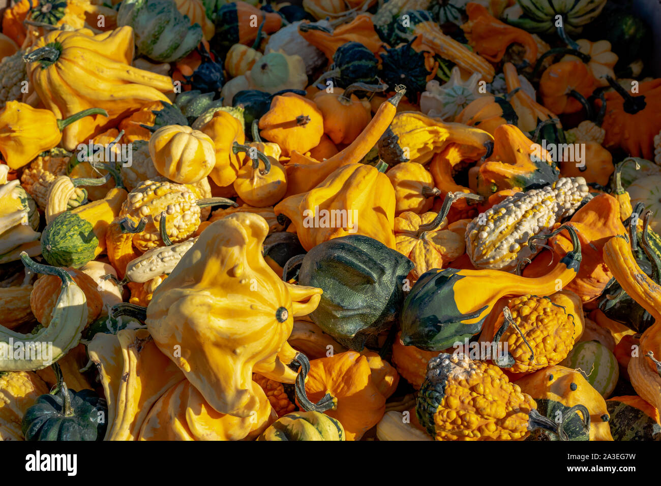 Group pumpkins outdoor farmers hi-res stock photography and images - Alamy
