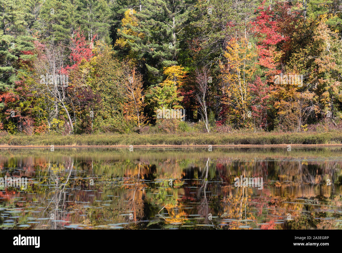 autumn foliage in a mixed boreal forest in Ontario in October Stock ...