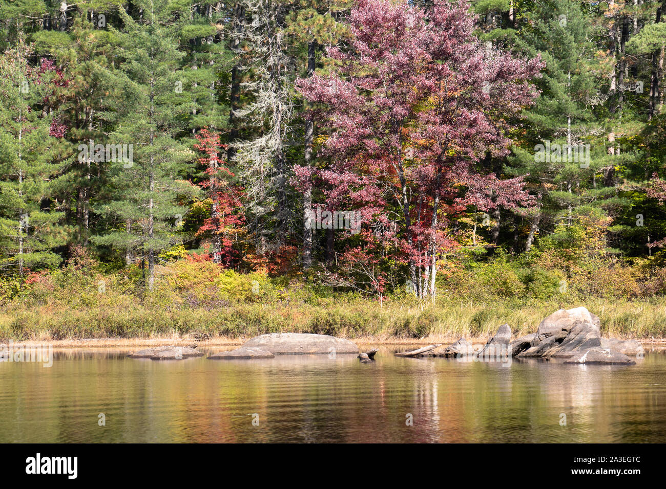 autumn foliage in a mixed boreal forest in Ontario in October Stock Photo