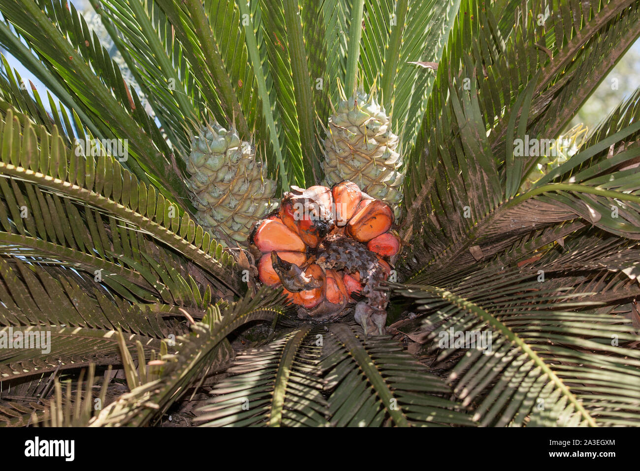 Cycad plant growing in Queensland Australia Stock Photo Alamy