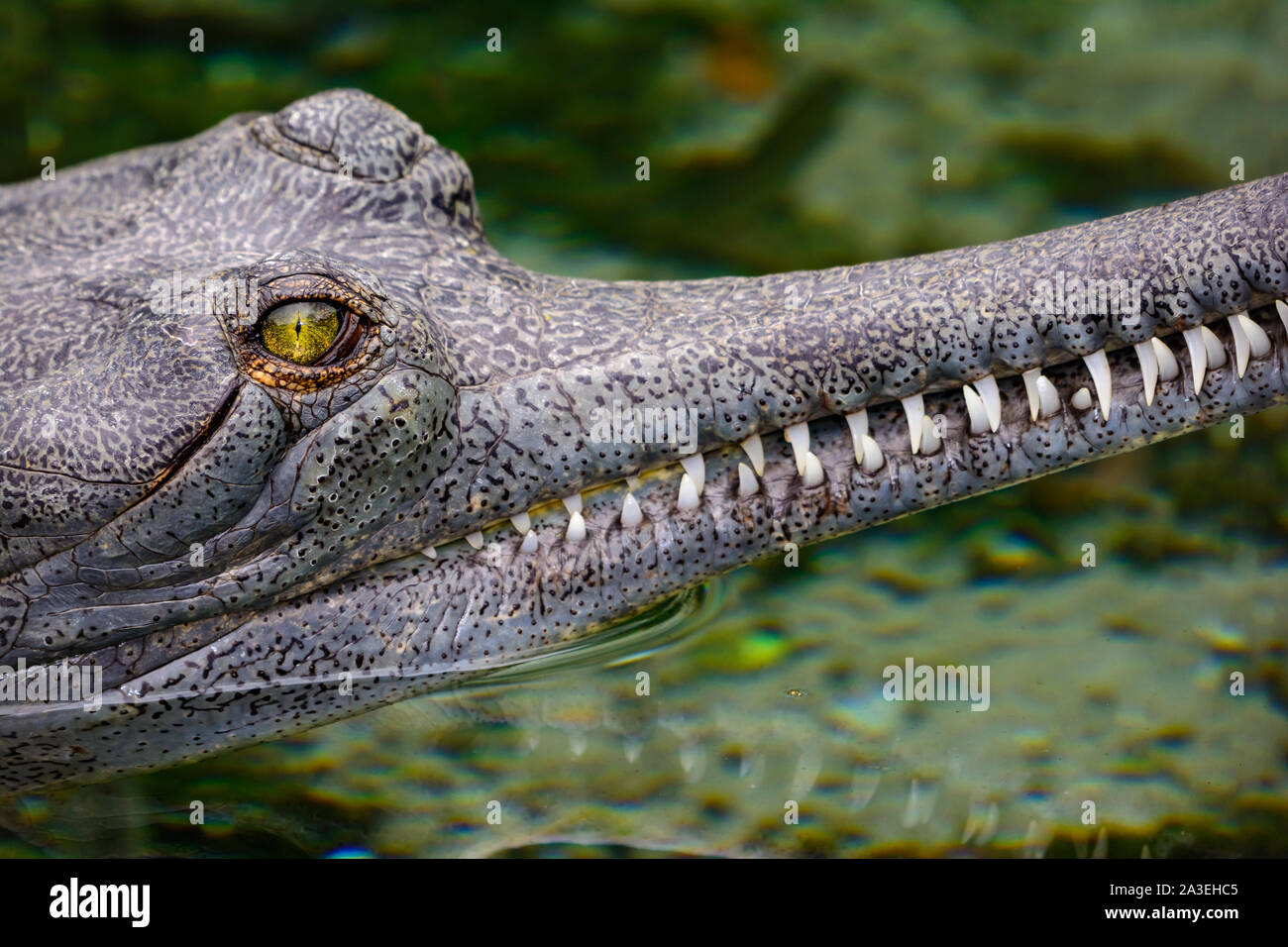 Indian Gharial Gavialis Gangeticus Close Up Stock Photo Alamy Indian Gharial Gavialis Gangeticus Close Up Stock Photo Alamy