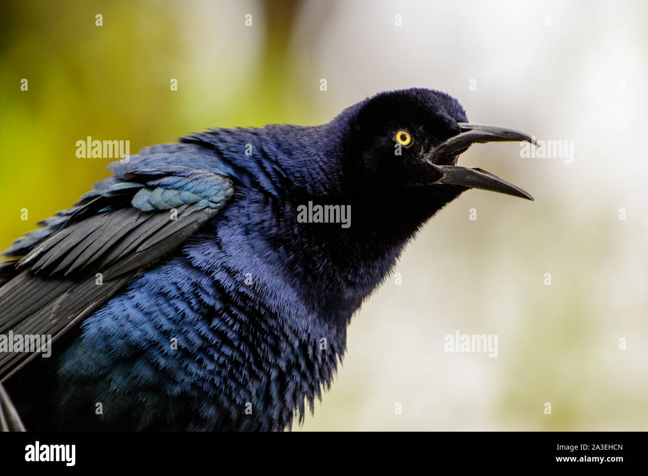 boat-tailed grackle (Quiscalus major) with iridescent blue, green and black feathers Stock Photo