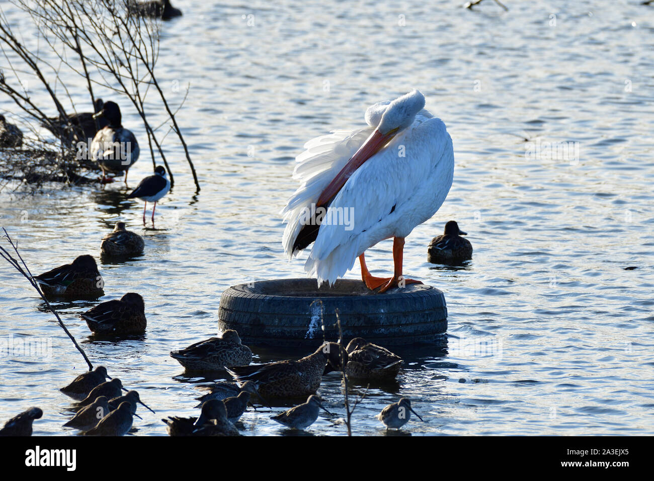 The American white pelican, Scientific Name - Pelecanus erythrorhynchos