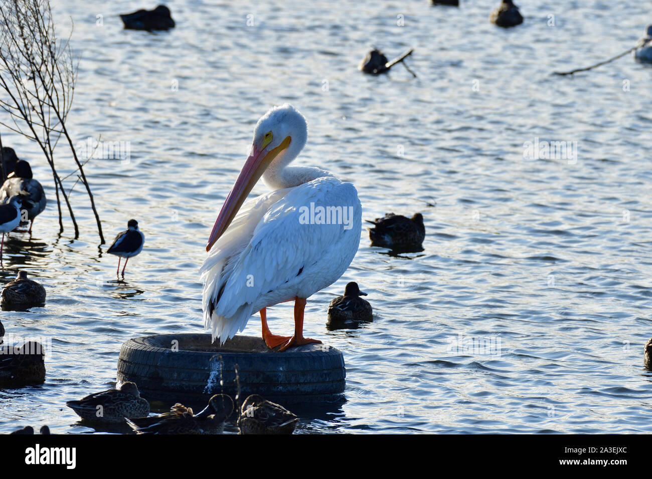 The American white pelican, Scientific Name - Pelecanus erythrorhynchos