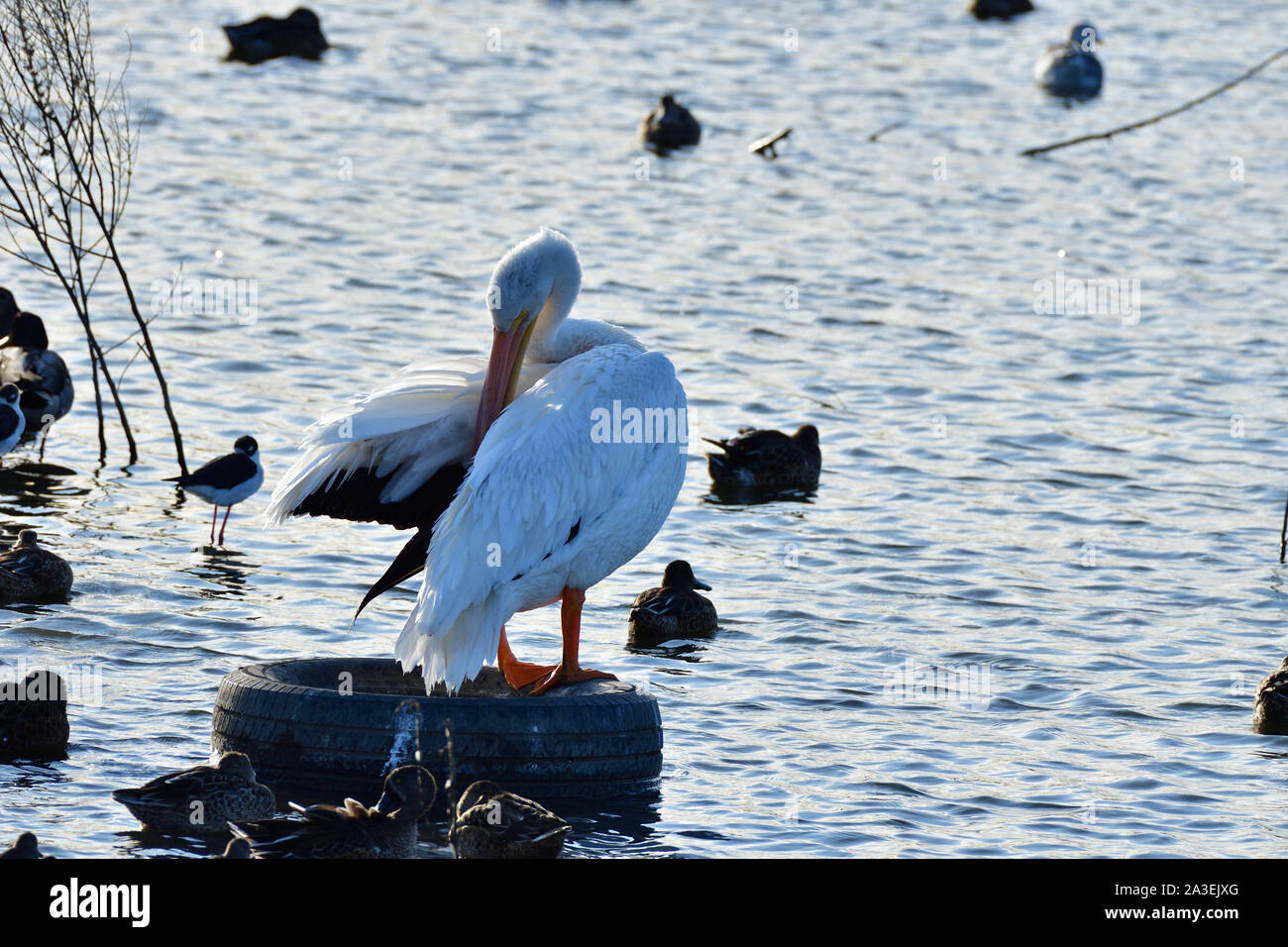 The American white pelican, Scientific Name - Pelecanus erythrorhynchos