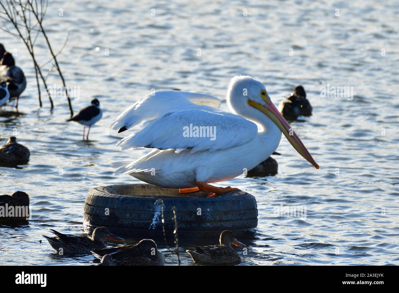 The American white pelican, Scientific Name - Pelecanus erythrorhynchos