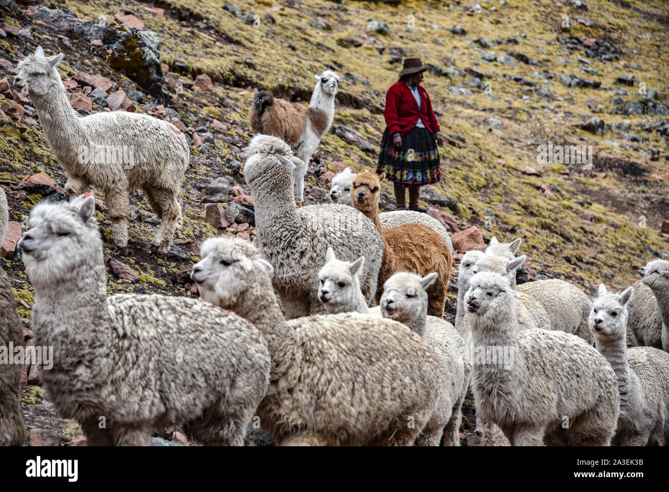 A native Quechua lady herds her pack of Alpacas through the Andes. Ausangate, Cusco, Peru Stock Photo