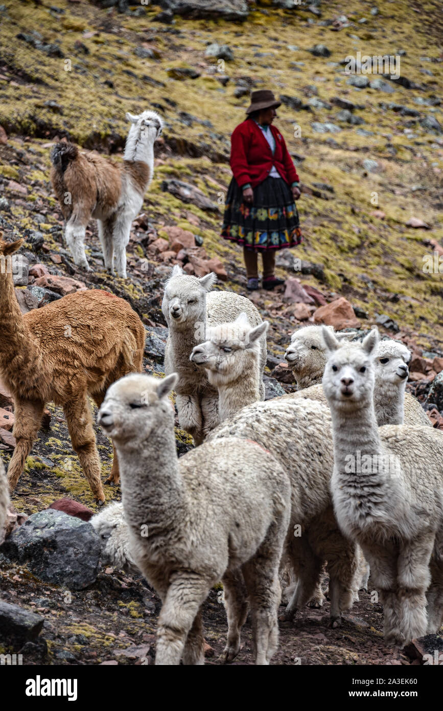 A native Quechua lady herds her pack of Alpacas through the Andes. Ausangate, Cusco, Peru Stock Photo