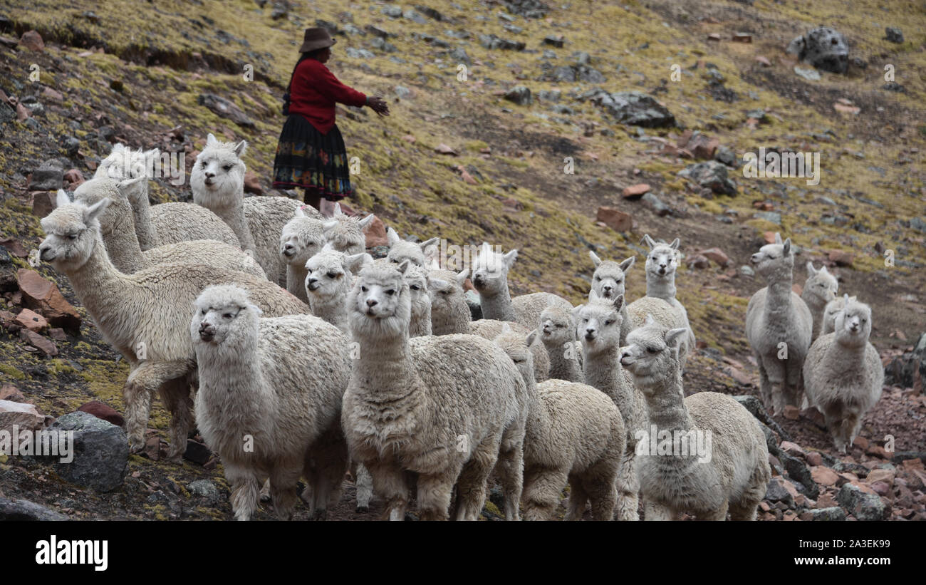 A native Quechua lady herds her pack of Alpacas through the Andes. Ausangate, Cusco, Peru Stock Photo