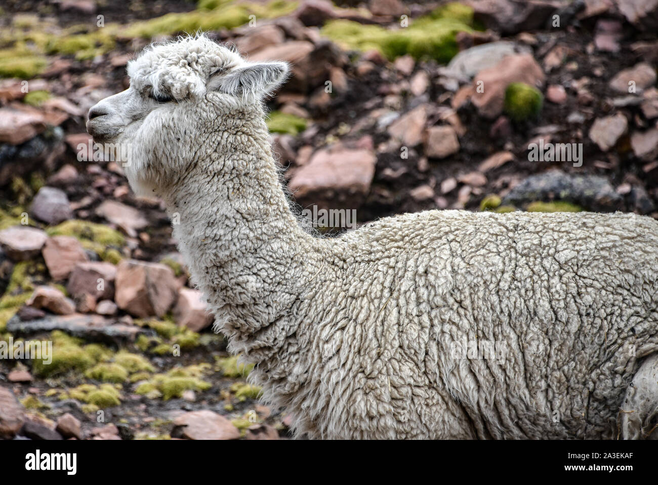 Alpacas in the mountains near Ausangate, Cusco, Peru Stock Photo