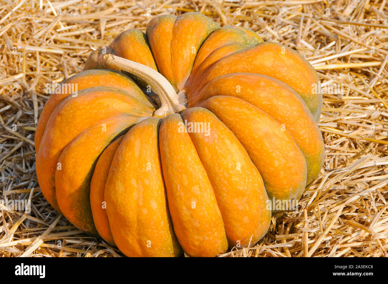 Pumpkin on Display at Pumpkin Patch Stock Photo - Alamy
