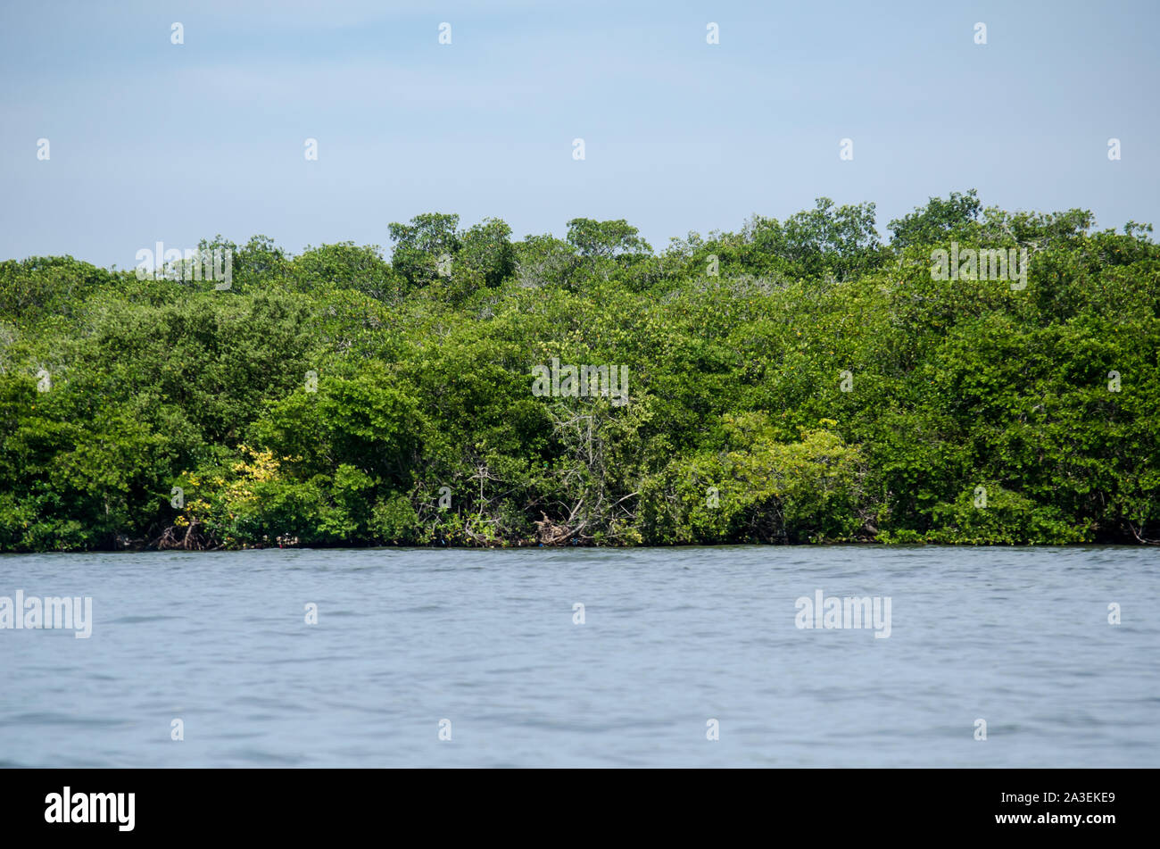 Mangroves of Tierra Bomba in Cartagena Stock Photo
