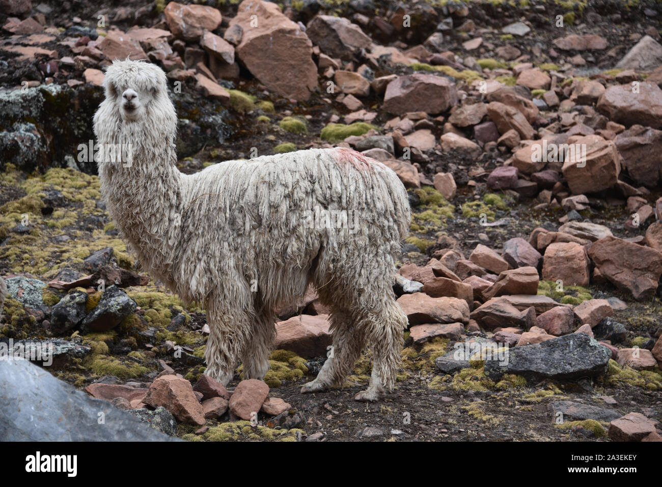 Alpacas in the mountains near Ausangate, Cusco, Peru Stock Photo