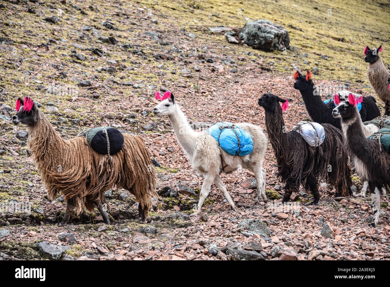Llama pack carry hires stock photography and images Alamy