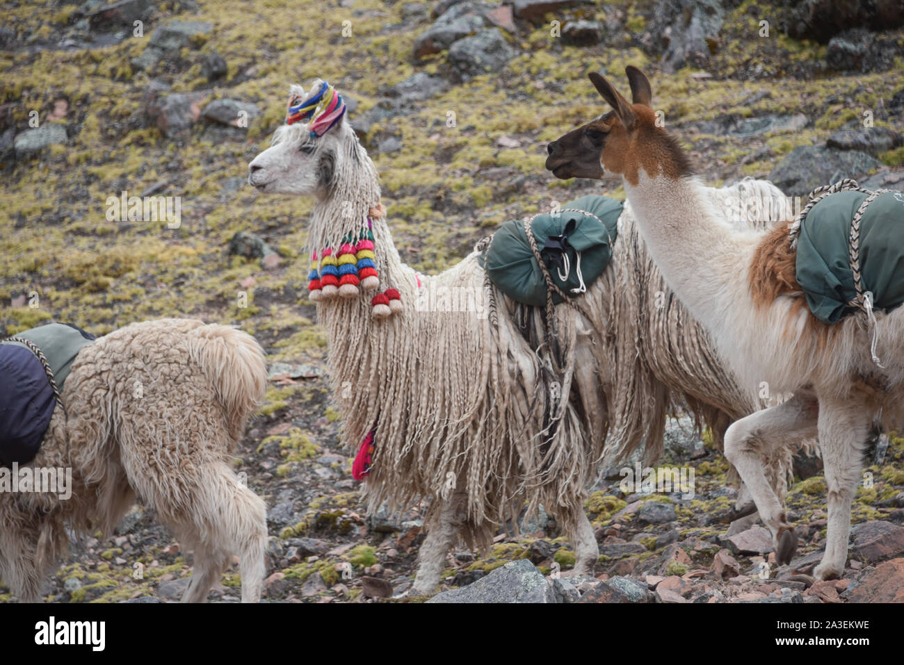 A pack of Llamas carry cargo along a trail in the Cordillera Vilcanota. Ausangate, Cusco, Peru Stock Photo