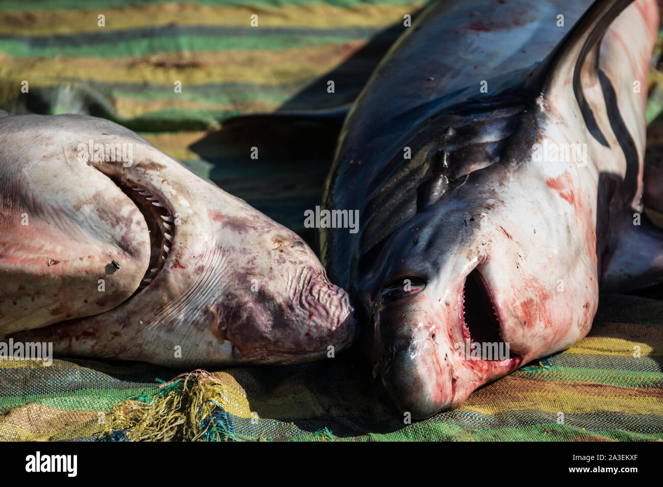 sharks slaughtered for fins Stock Photo