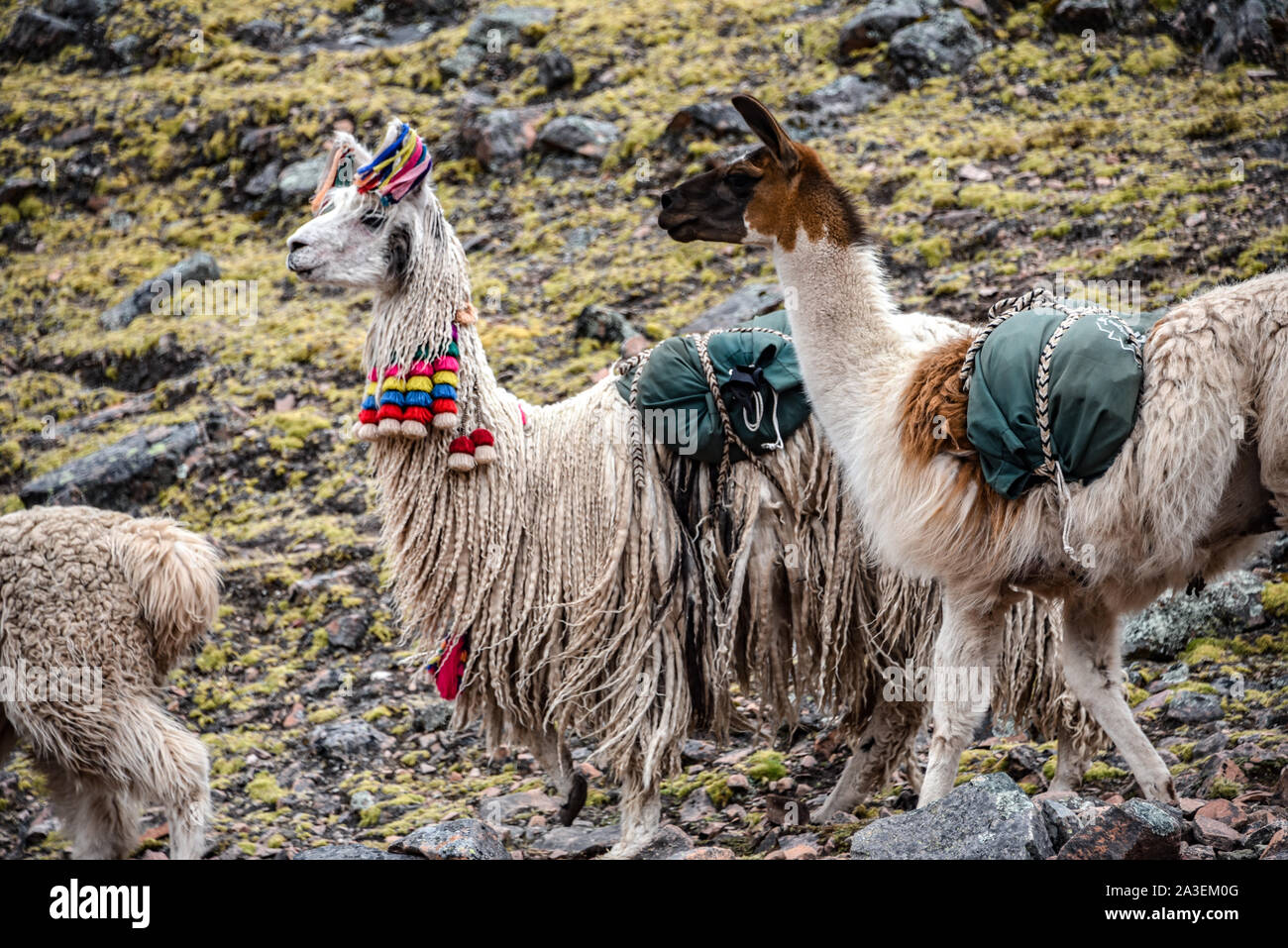 A pack of Llamas carry cargo along a trail in the Cordillera Vilcanota. Ausangate, Cusco, Peru Stock Photo