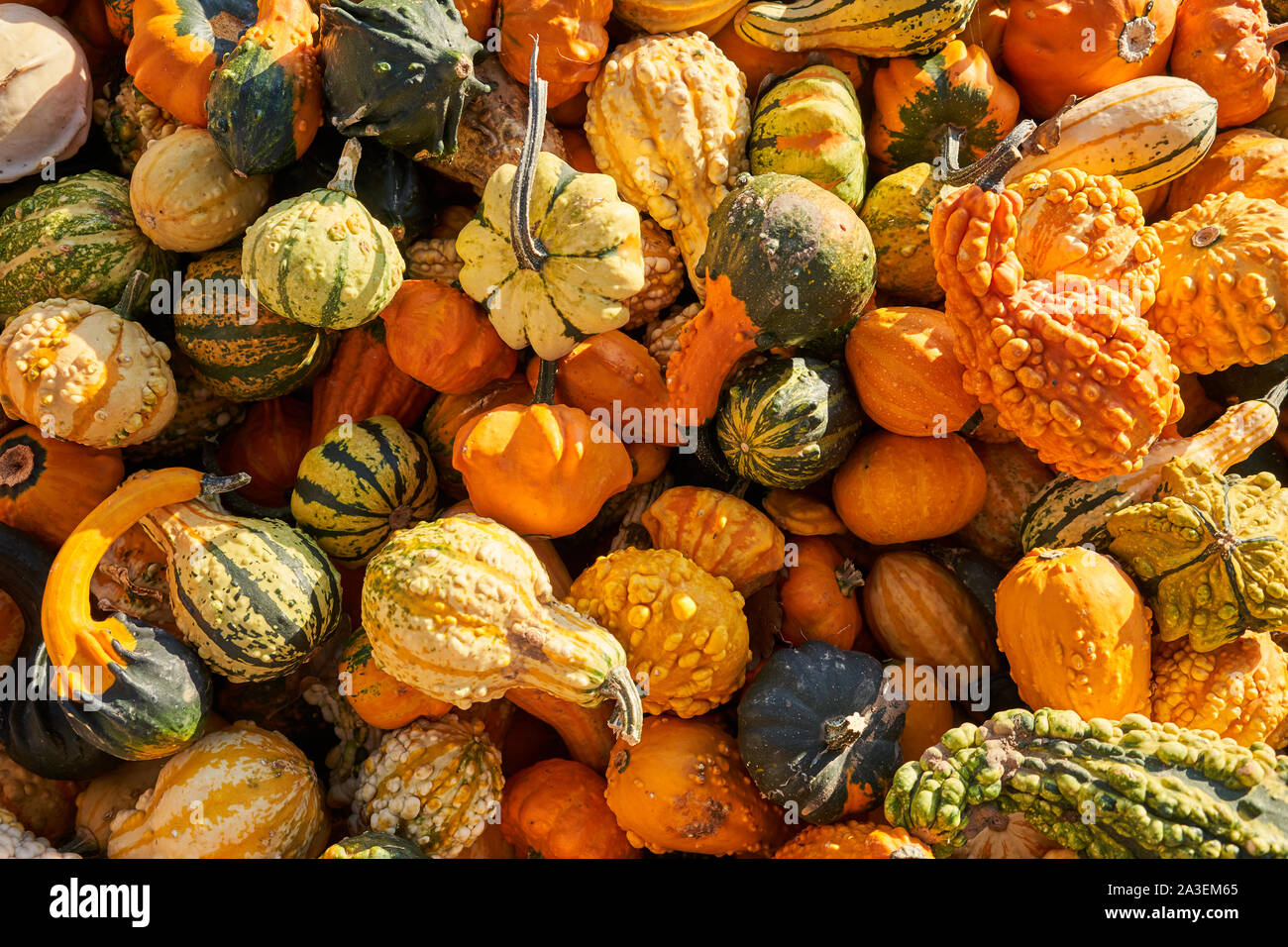 Decorative gourd varieties harvested and stacked up in a farm Stock