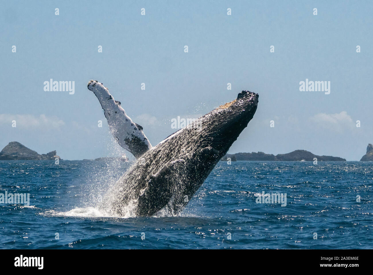 humpback whale, Megaptera novaeangliae, breaching, Chichi-jima, Bonin Islands, Ogasawara Islands, Natural World Heritage Site,  Tokyo, Japan, Pacific Stock Photo