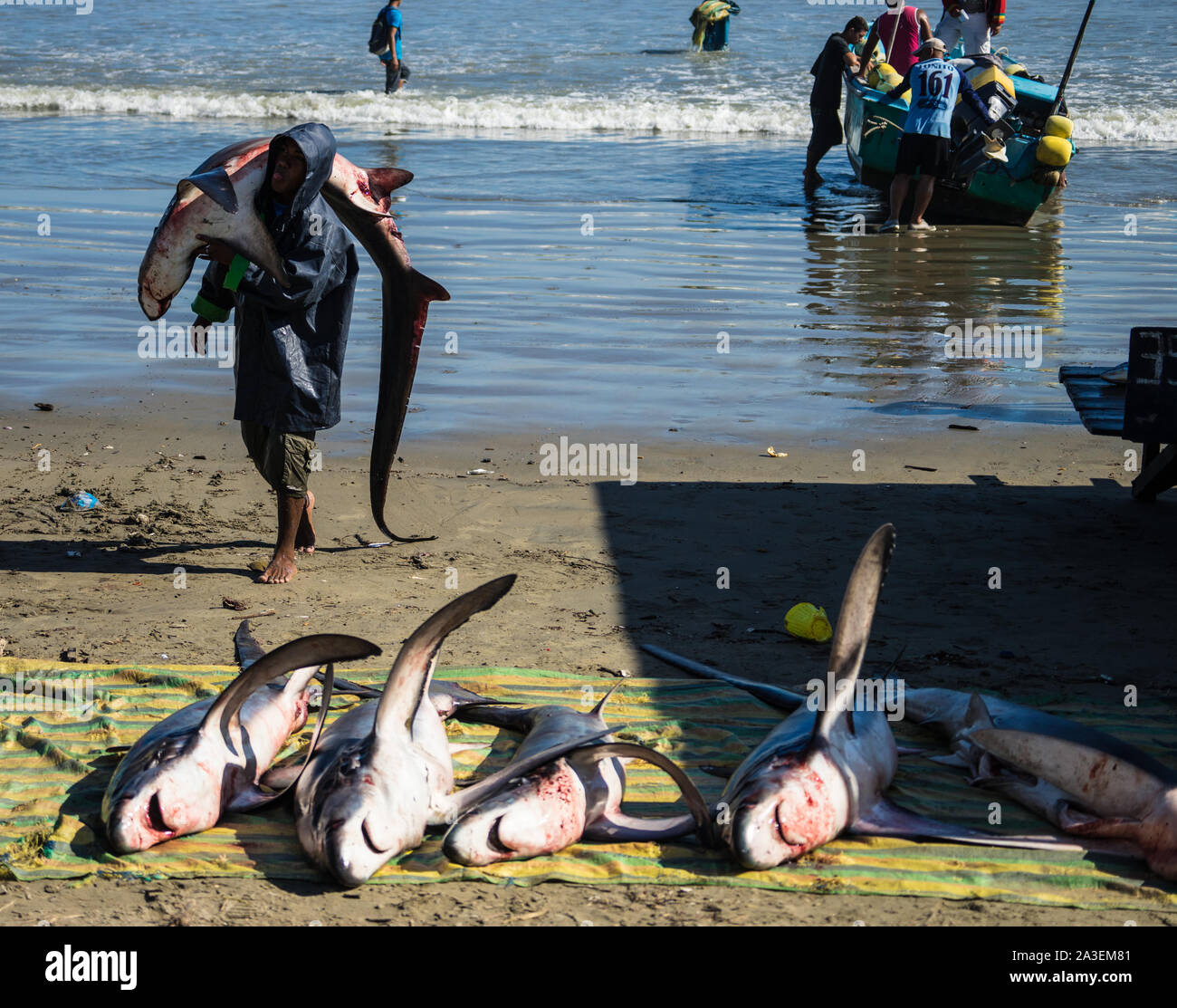 sharks slaughtered for fins Stock Photo